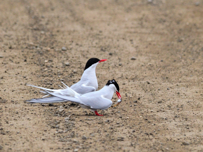 Sterna paradisaea &copy; VATHELET Cyril