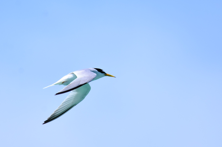 Sterna albifrons &copy; VATHELET Cyril