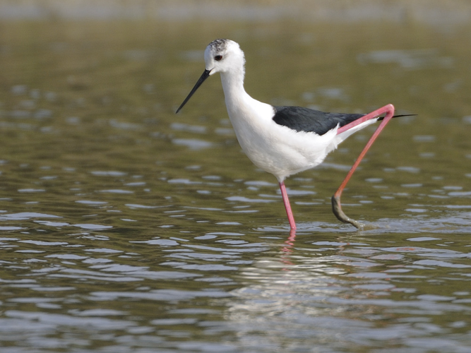 Himantopus himantopus &copy; HERCENT Jean-Luc