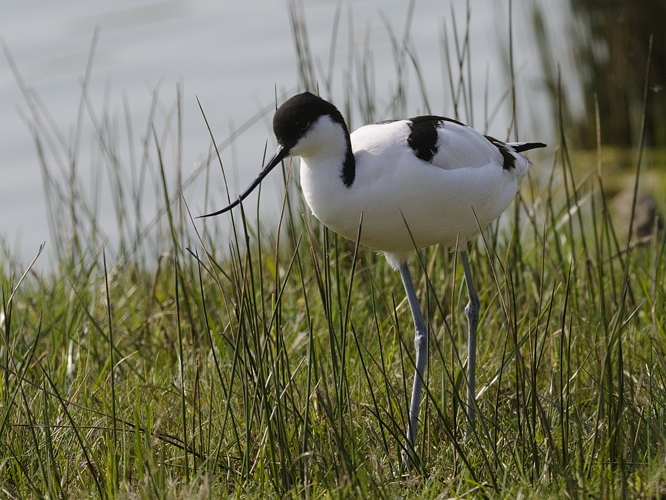 Recurvirostra avosetta &copy; HERCENT Jean-Luc