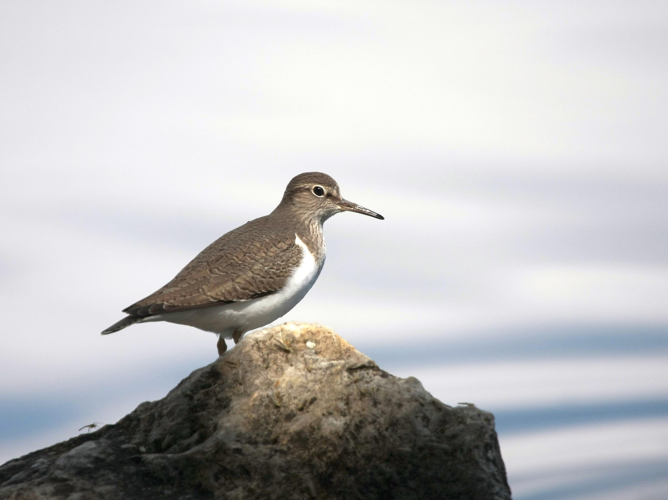 Actites hypoleucos &copy; TOP Damien