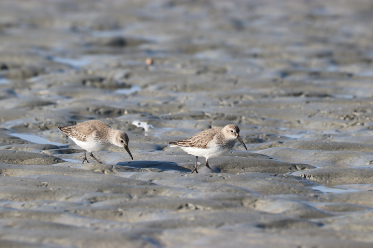 Calidris alpina schinzii &copy; MOREL Florentin