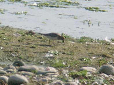 Calidris bairdii &copy; DUBOIS Yves
