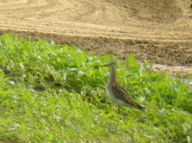 Calidris melanotos &copy; DUBOIS Yves