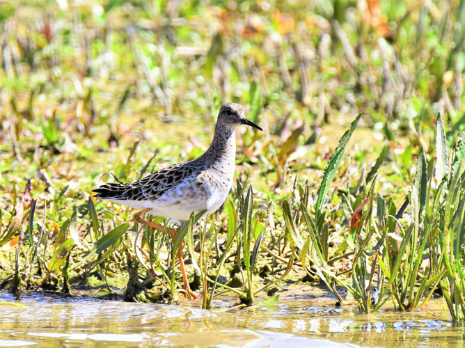 Philomachus pugnax &copy; VATHELET Cyril