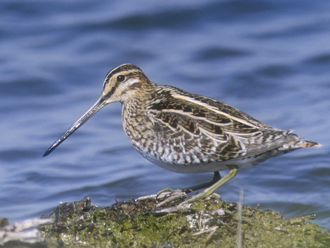 Gallinago gallinago &copy; HERCENT Jean-Luc