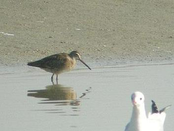 Limnodromus griseus &copy; DUBOIS Yves
