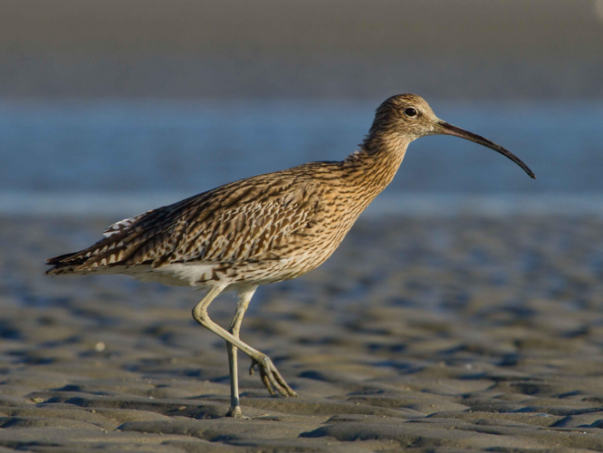 Numenius arquata &copy; LECAT Jean-Michel