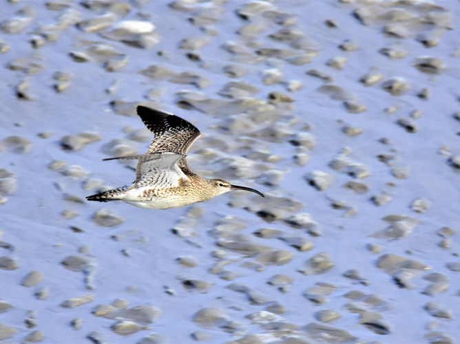 Numenius phaeopus &copy; VATHELET Cyril