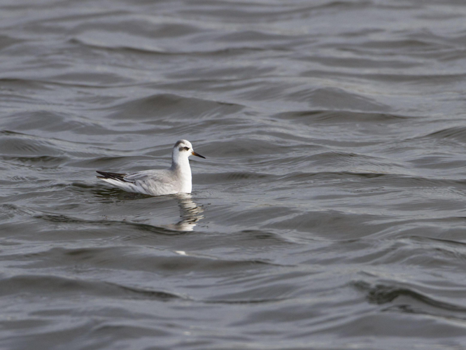 Phalaropus fulicarius &copy; TONDELLIER Bruno
