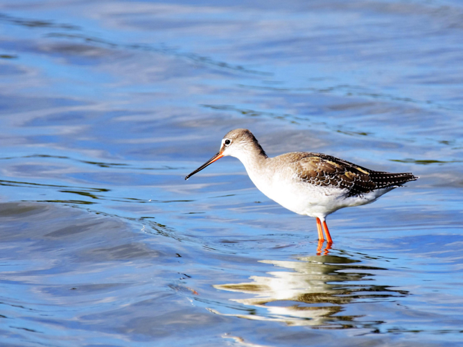 Tringa erythropus &copy; VATHELET Cyril