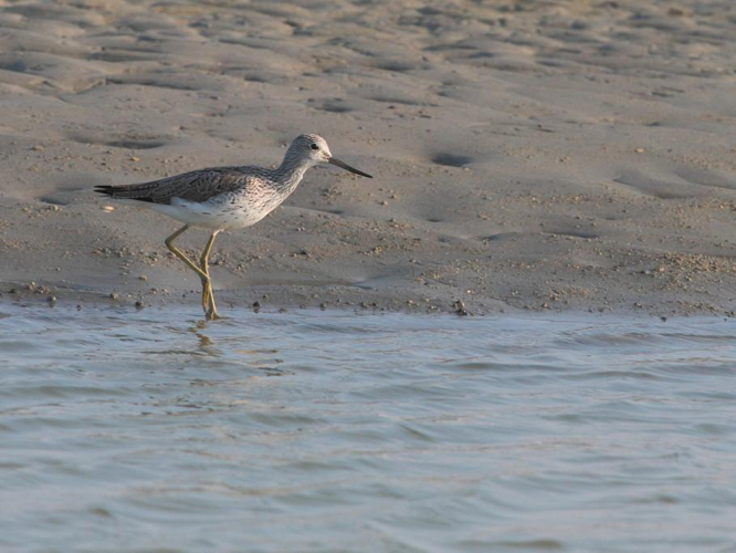 Tringa nebularia &copy; LECAT Jean-Michel
