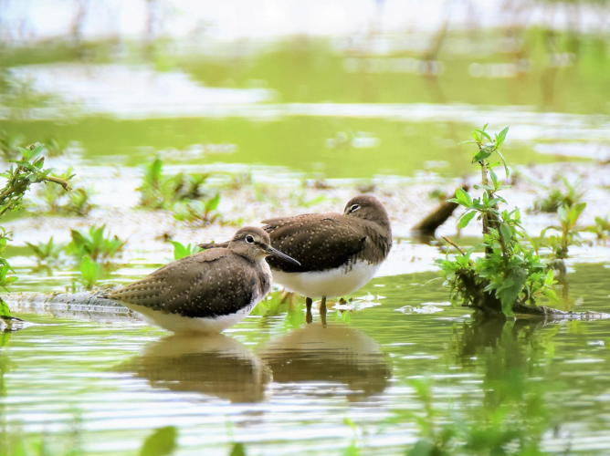 Tringa ochropus &copy; VATHELET Cyril