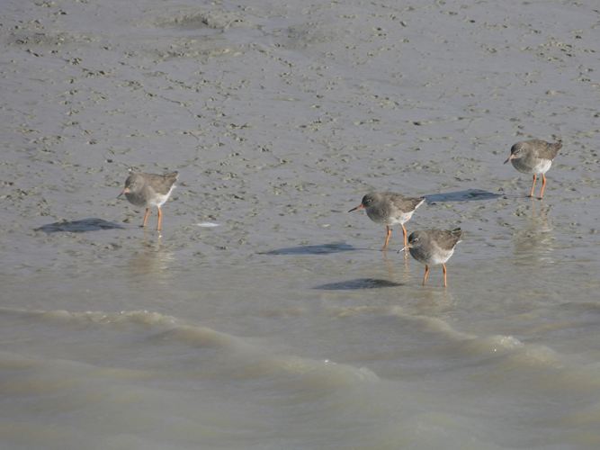 Tringa totanus &copy; TOP Damien