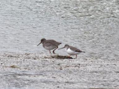 Tringa cinerea &copy; DANTEN Benoit