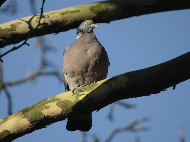 Columba palumbus &copy; TOP Damien