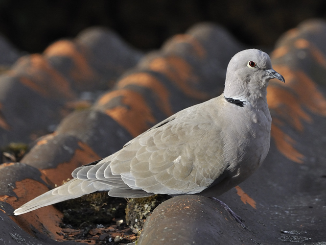 Streptopelia decaocto &copy; HERCENT Jean-Luc