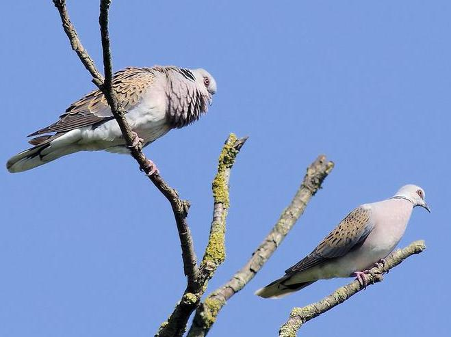 Streptopelia turtur &copy; NIANANE Eric