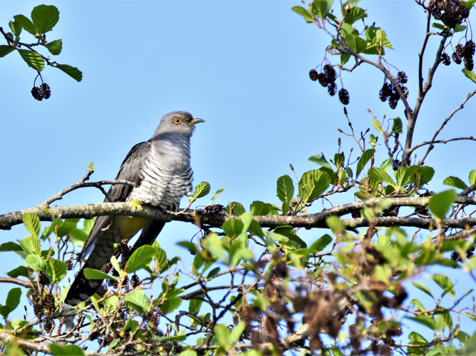 Cuculus canorus © VATHELET Cyril