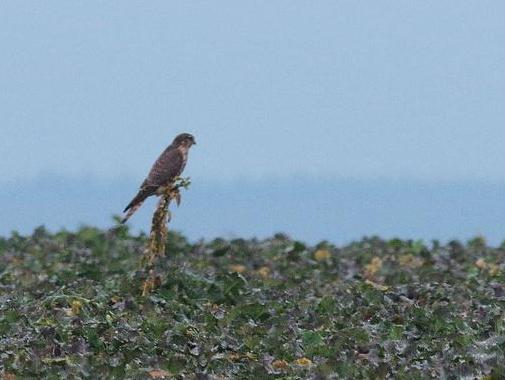 Falco columbarius &copy; NIANANE Eric