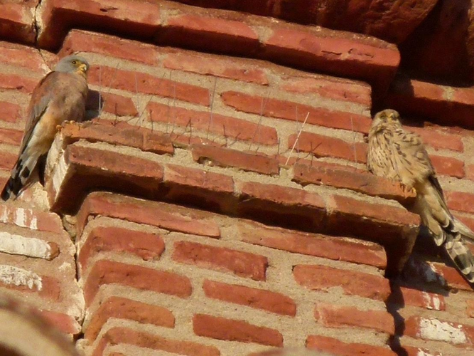 Falco naumanni &copy; PLATEAUX Odile