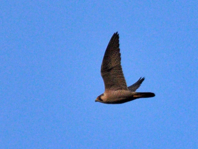 Falco peregrinus © PERSYN Jacques