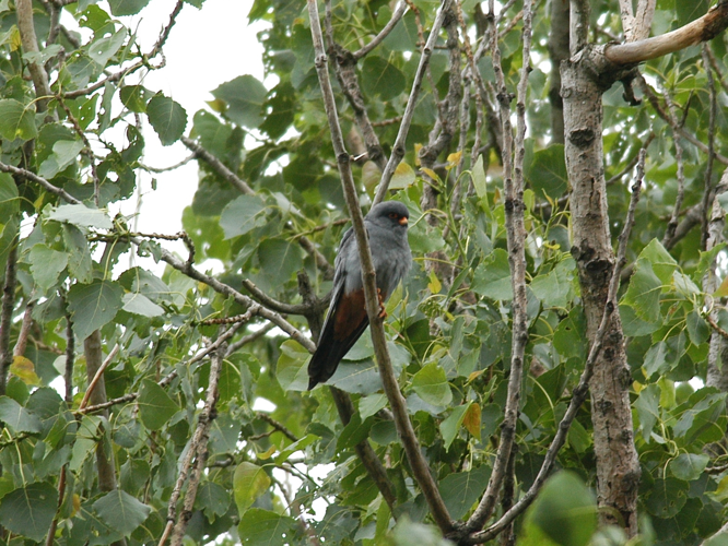 Falco vespertinus &copy; PARIS Jean-Philippe