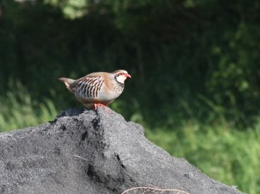 Alectoris rufa &copy; DANTEN Benoit