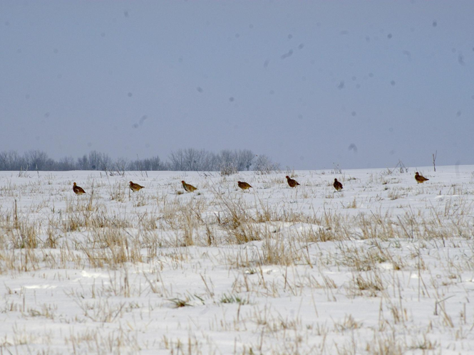 Perdix perdix &copy; QUEVILLART Jean