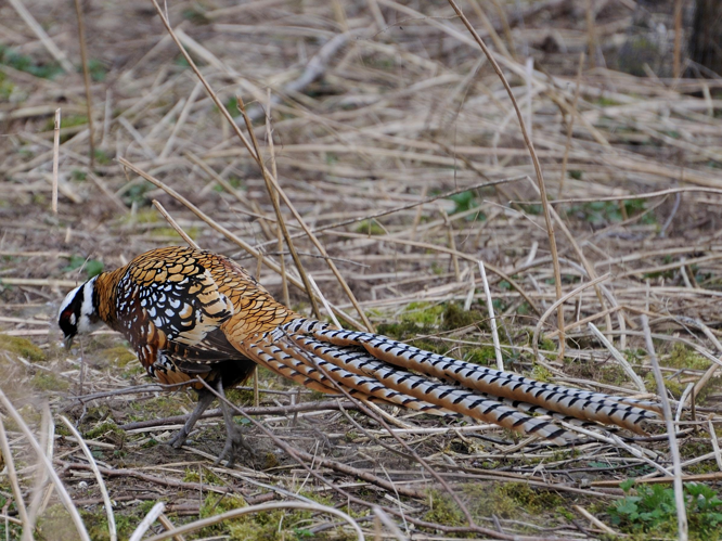 Syrmaticus reevesii &copy; MATHOT William