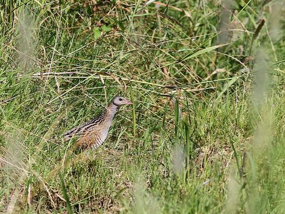 Crex crex &copy; SEIGNEZ Bertrand