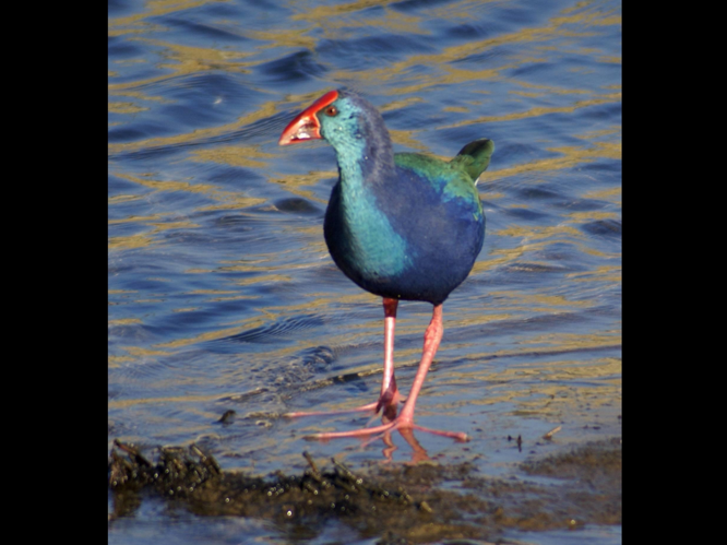 Porphyrio porphyrio &copy; BRIGNON Jean-Marie