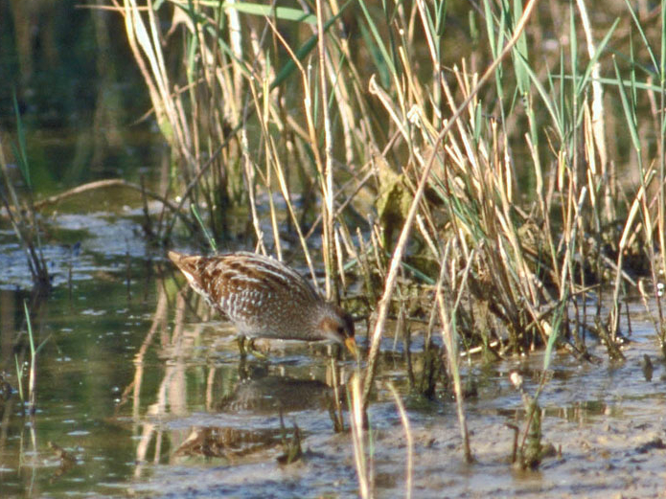 Porzana porzana &copy; SENGEZ Pierre