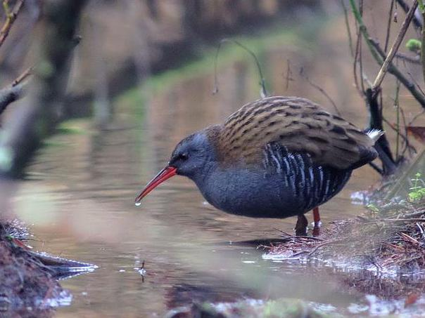 Rallus aquaticus &copy; NIANANE Eric