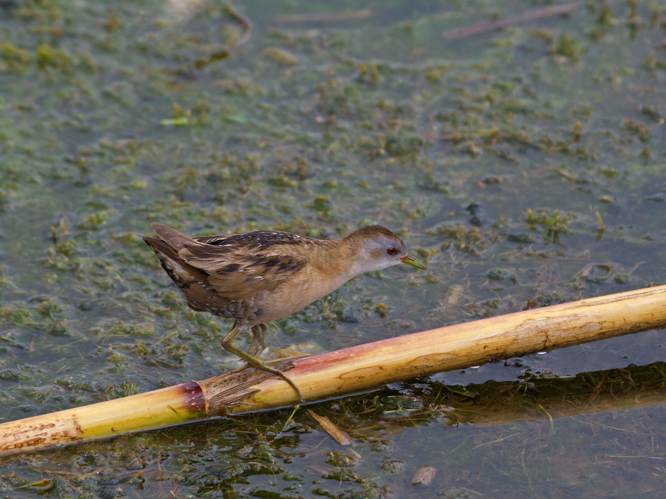 Porzana parva &copy; CORDELIER Sylvain