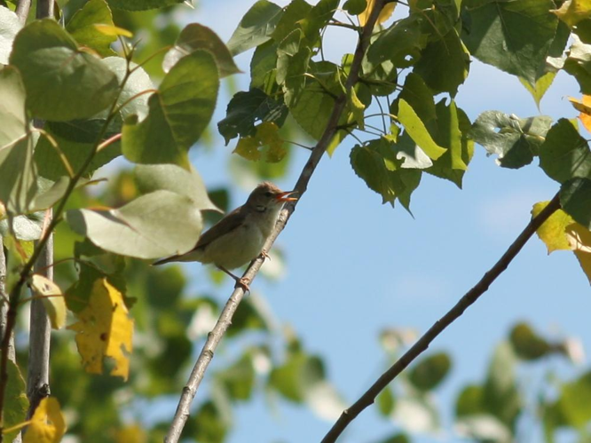 Acrocephalus palustris &copy; DANTEN Benoit