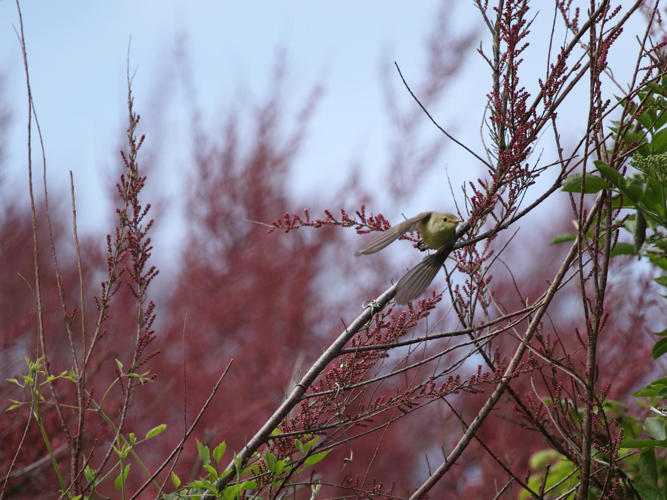 Hippolais icterina &copy; MERANGER François