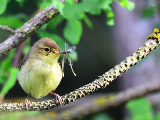 Hippolais polyglotta &copy; VATHELET Cyril