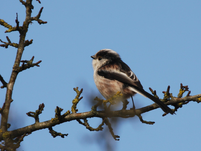 Aegithalos caudatus &copy; TOP Damien