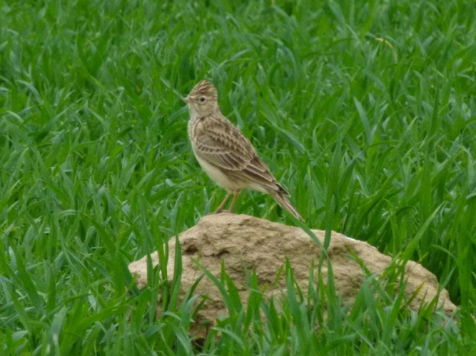Alauda arvensis &copy; PLATEAUX Odile