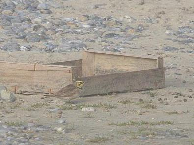 Eremophila alpestris &copy; DUBOIS Yves