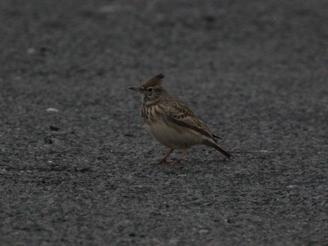 Galerida cristata &copy; MERANGER François