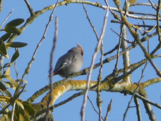Bombycilla garrulus &copy; MAILLIER Sébastien