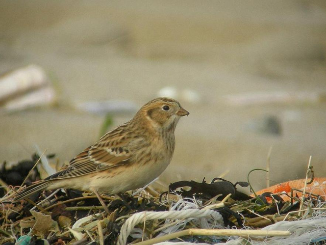 Calcarius lapponicus © DUBOIS Yves