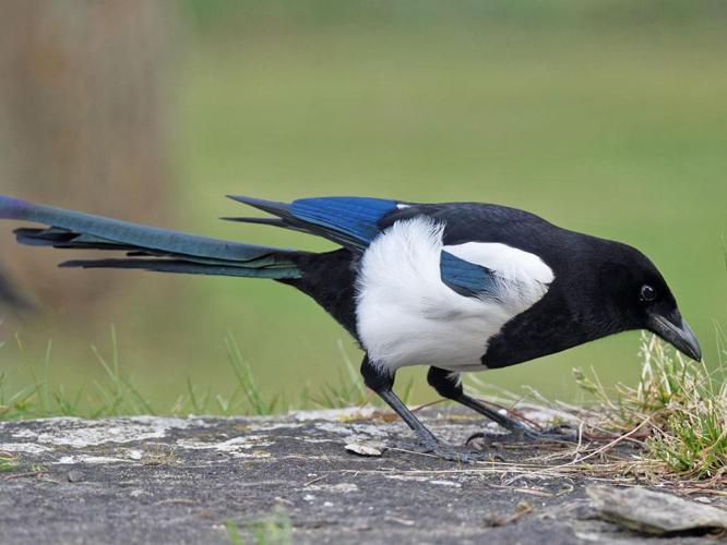 Pica pica &copy; SENGEZ Pierre