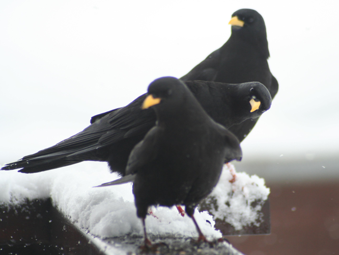 Pyrrhocorax graculus &copy; TOP Damien