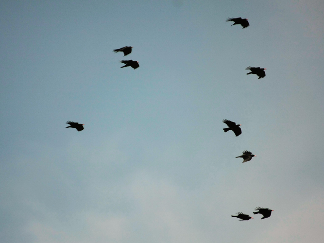 Pyrrhocorax pyrrhocorax &copy; TOP Damien