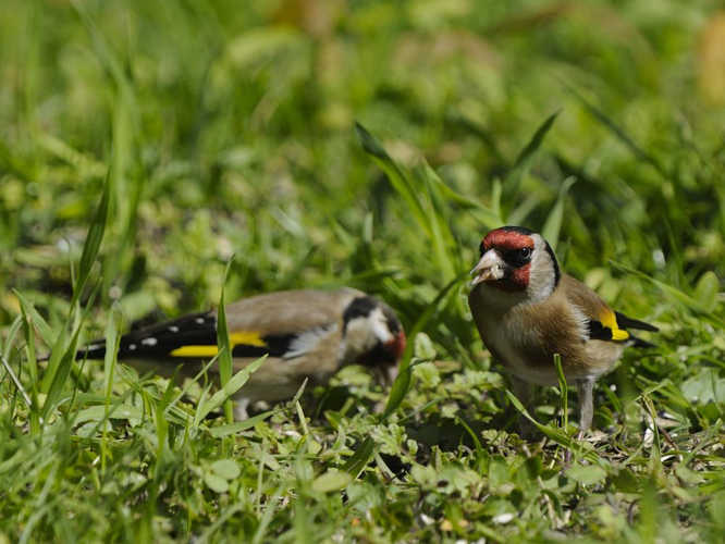 Carduelis carduelis &copy; HERCENT Jean-Luc