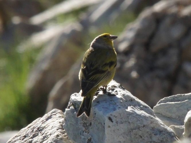 Serinus citrinella &copy; BRIGNON Jean-Marie