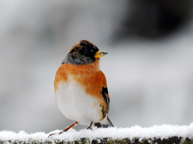 Fringilla montifringilla © BOURG Sylvain